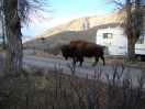 06-mei-Buffalo-Yellowstone NP